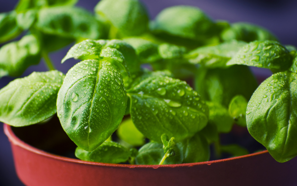 7 Tips for Growing a Basil Plant