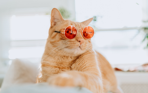 Cats and Essential Oils: A Guide to Safe Usage in Your Home