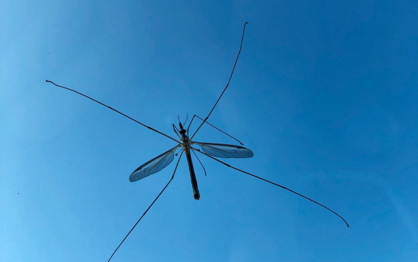 Natural Relief from Summer Time Bugs