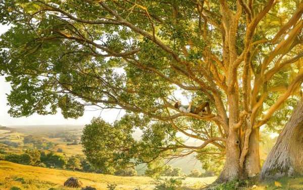 Unlocking the Benefits of Essential Oils: Enhancing Health and Wellness for All