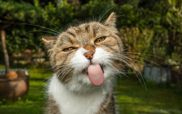 Cedarwood Essential Oil and Cats: Understanding the Risks and Benefits