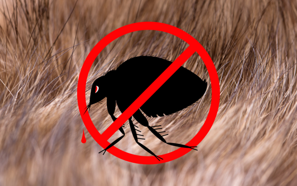 Got FLEAS??? Discover the Natural Solution to Flea Prevention and Treatment!