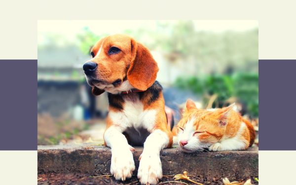 Free Essential Oils & Safety for Pets Guide