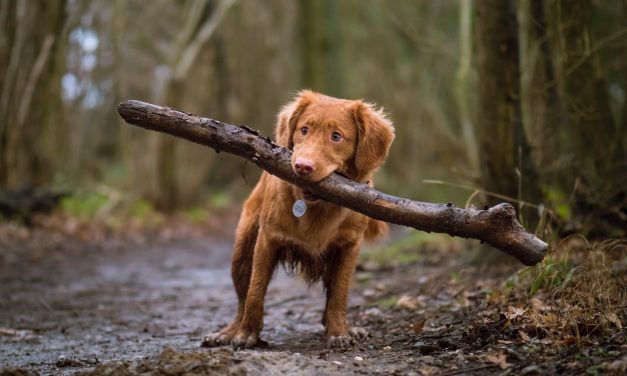 Clean Doggies: Dog Friendly Soap Recipes