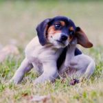 Wave Goodbye to Ear Irritation: Your Dog Ear Itch Guide Awaits!