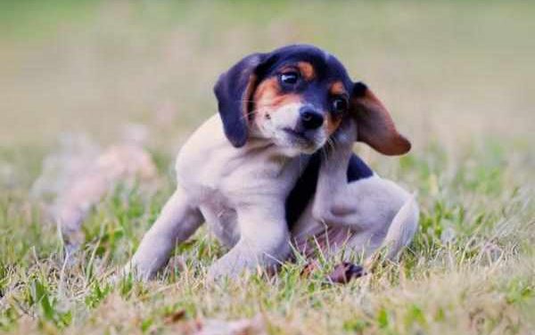 Wave Goodbye to Ear Irritation: Your Dog Ear Itch Guide Awaits!