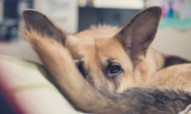 Unlocking Canine Serenity:  A Guide to Understanding and Easing Dog Anxiety