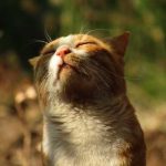 Paws, Purrs, and Potions: Embarking on the Feline Fascination Cats and Essential Oils Unveiled