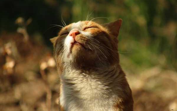 Paws, Purrs, and Potions: Embarking on the Feline Fascination Cats and Essential Oils Unveiled